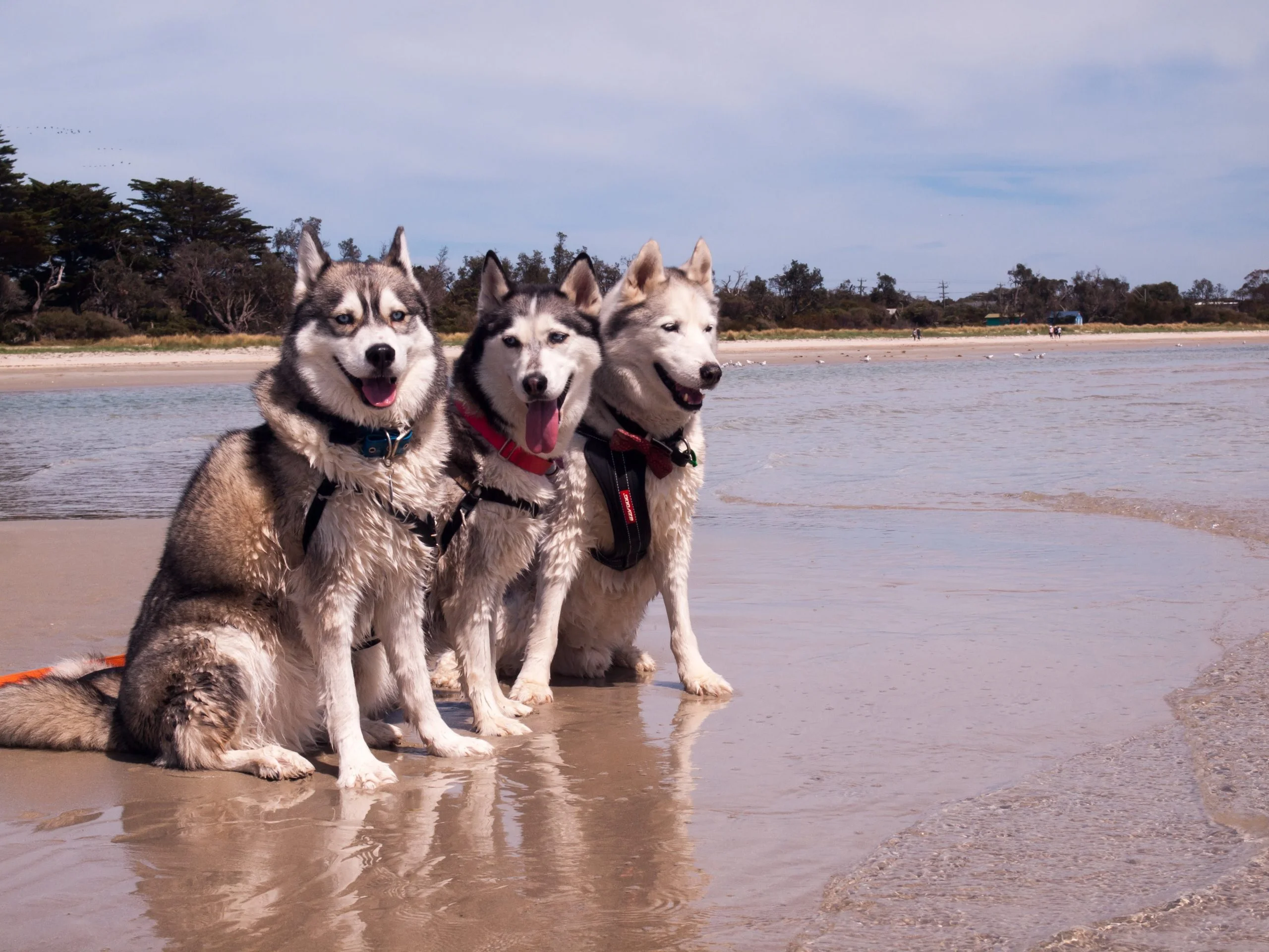 Max, Gracie & Panda