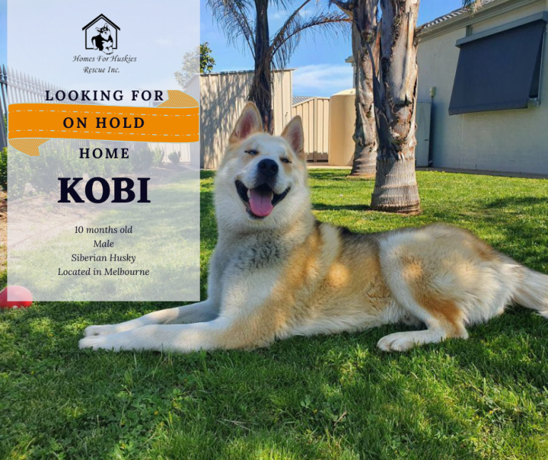 Our Huskies Homes For Huskies